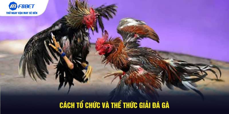 Cách tổ chức và thể thức giải đá gà