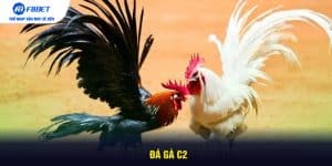 Đá Gà C2