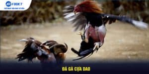 Đá Gà Cựa Dao F8BET