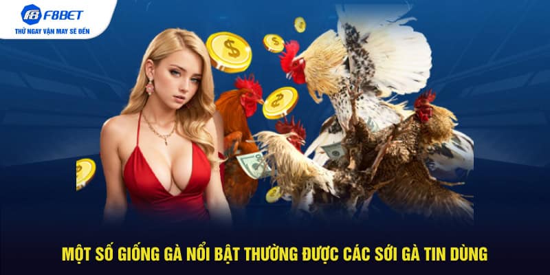 Một số giống gà nổi bật thường được các sới gà tin dùng