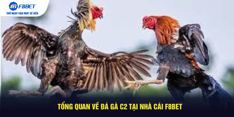 Tổng quan về đá gà c2 tại nhà cái F8BET