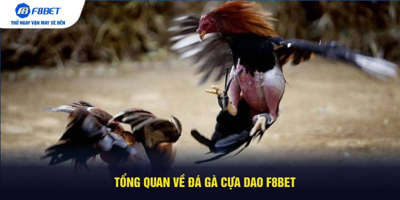 Tổng quan về đá gà cựa dao F8BET